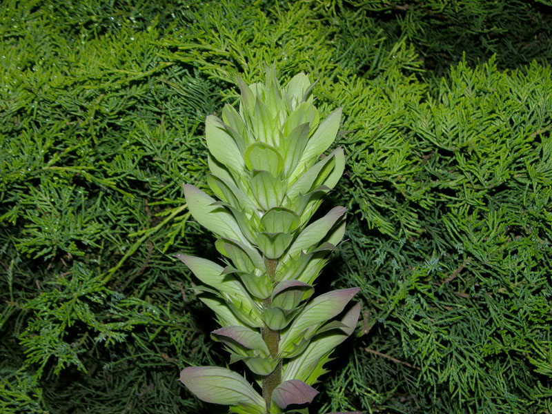 Acanthus mollis